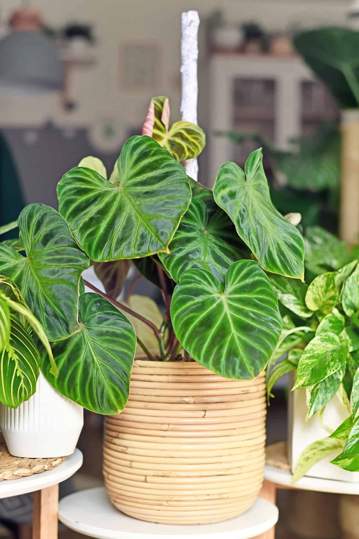Philodendron verrucosum