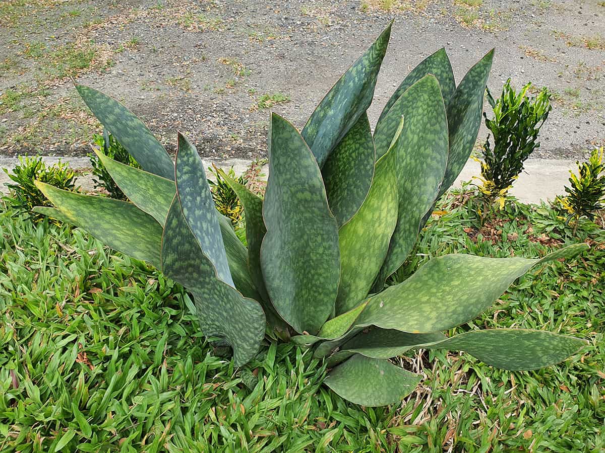 Sansevieria Grandis