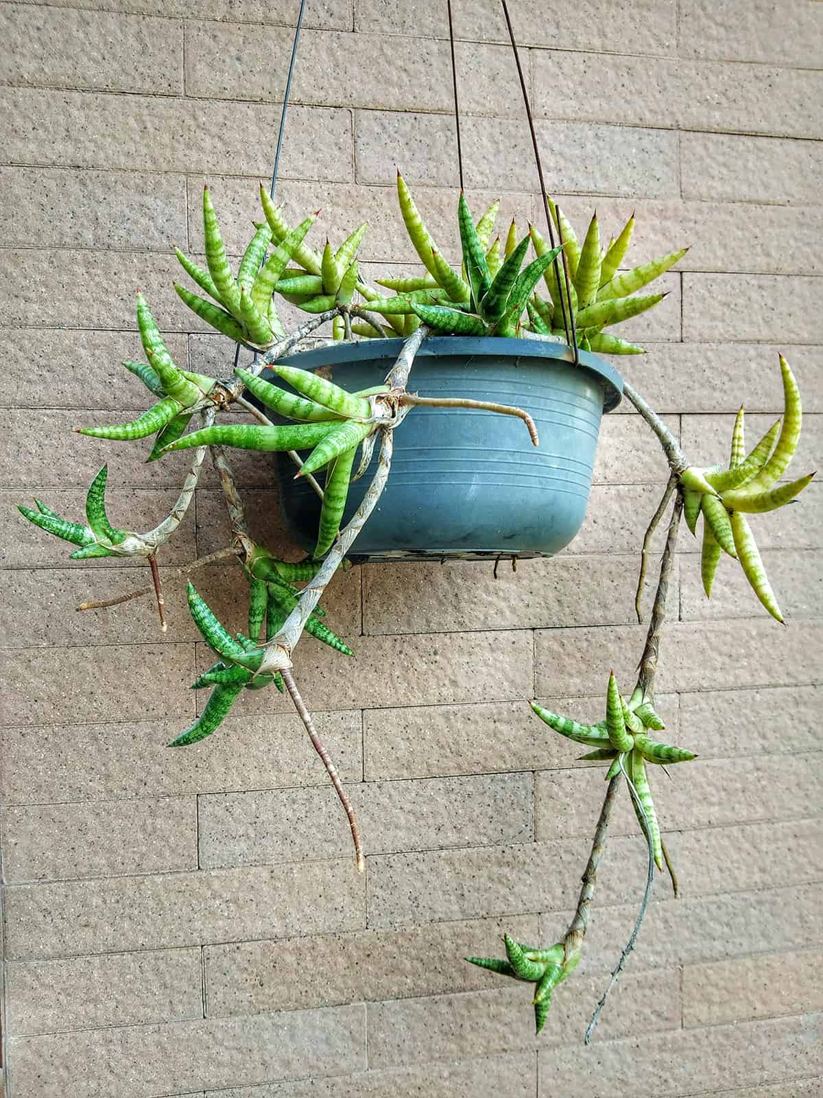 Sansevieria ballyi size