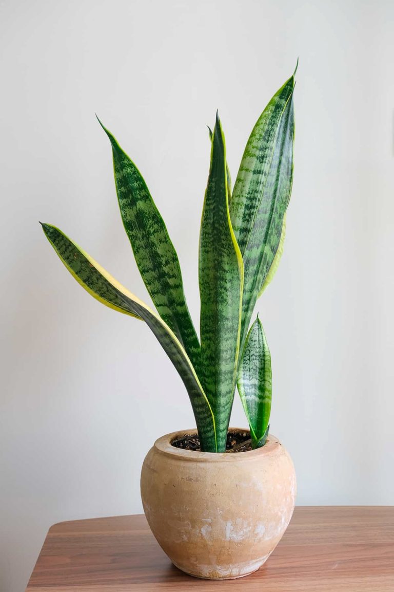 How Big Do Snake Plants Get? - Plantglossary