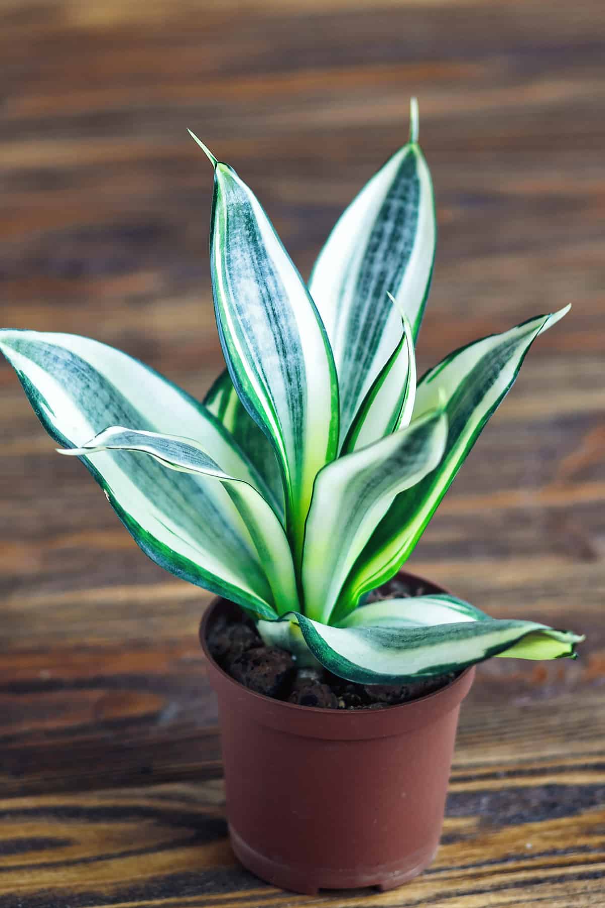 Sansevieria trifasciata ‘Hahnii’ size