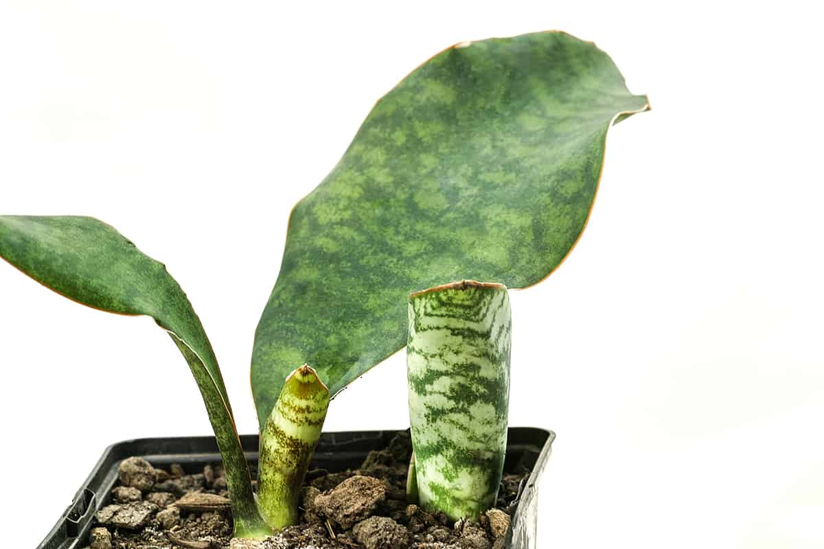 Soil Whale Fin Snake Plant