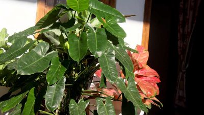 Types of Philodendrons