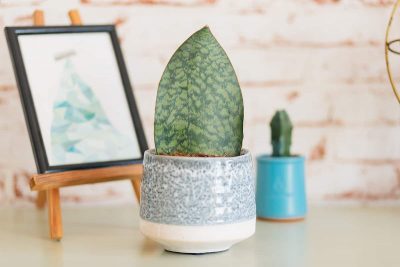 Whale Fin Snake Plant Growing and Care Guide