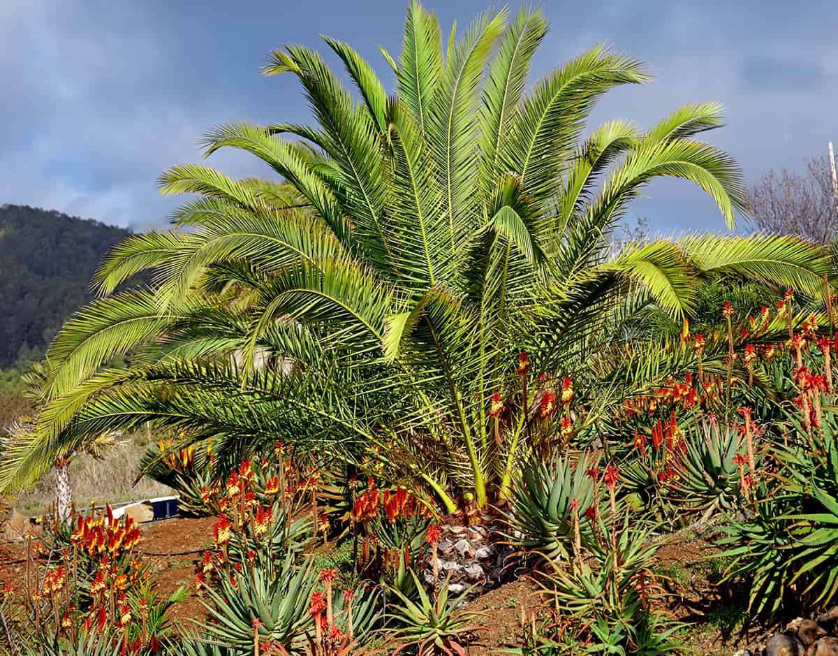 Image of Succulents pygmy date palm companion plant