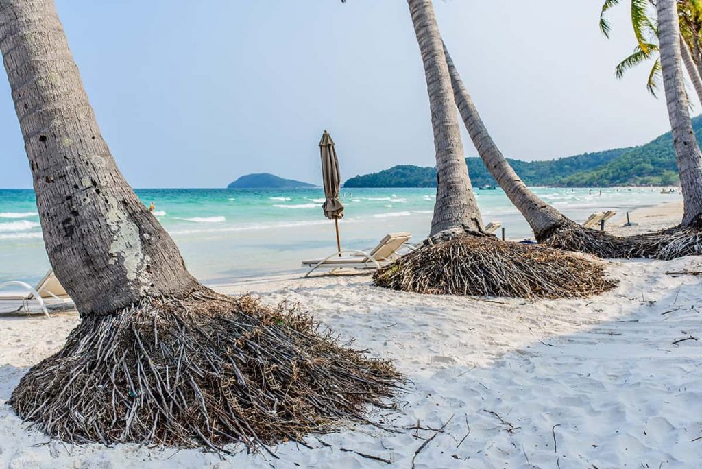 How Deep Are Palm Tree Roots? Plantglossary