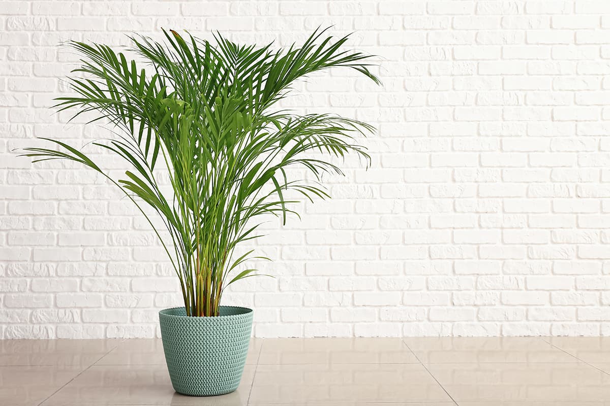 Areca palm