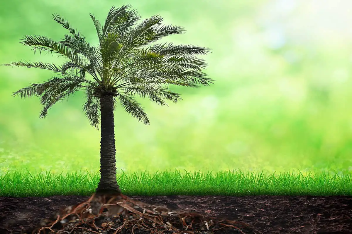 Best Soil for Palm Trees in Ground