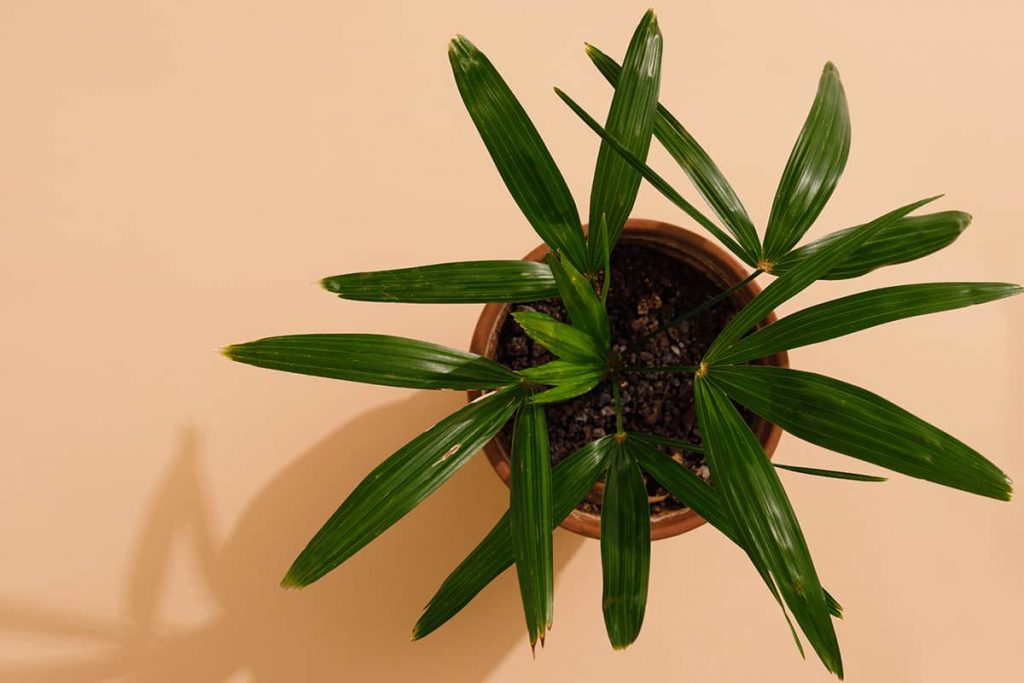 Potting Soil for Palm Trees All You Need to Know Plantglossary