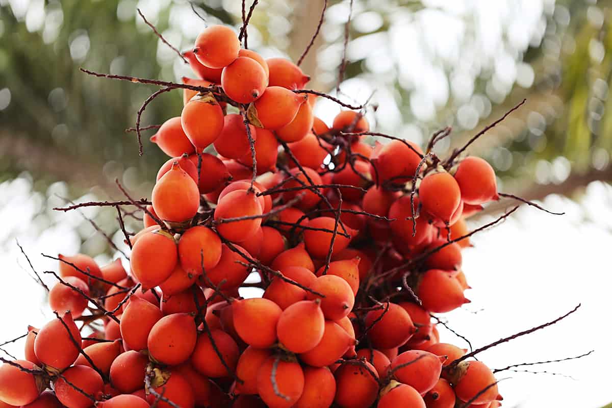 Betel Nut Palm Fruits