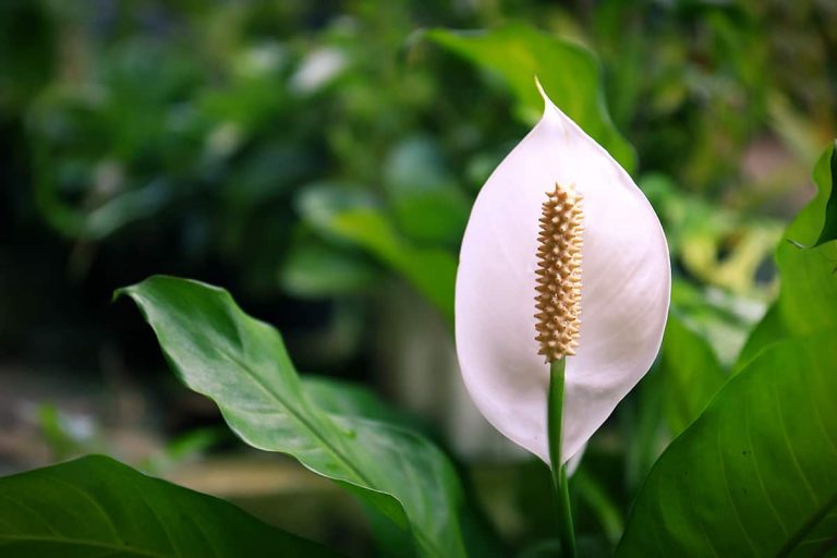 The Various Flowering Stages of a Peace LiLy - Plantglossary