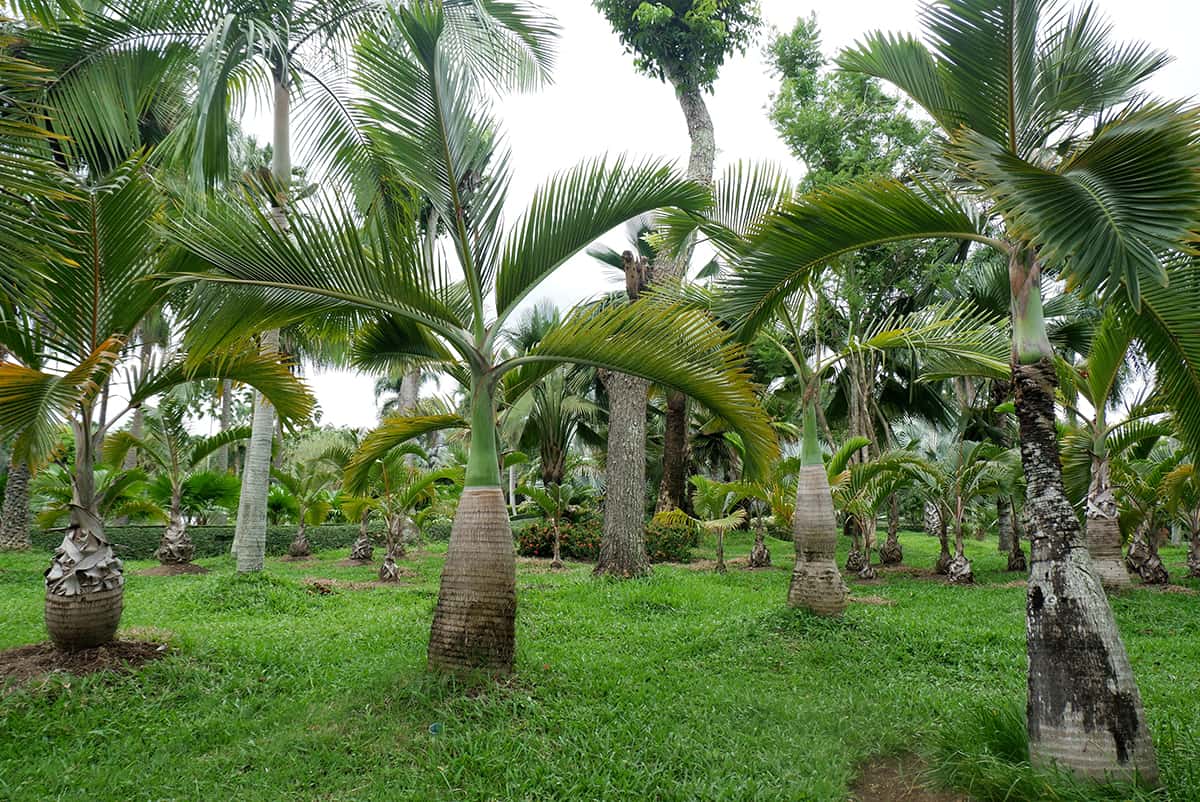 Bottle Palm Tree