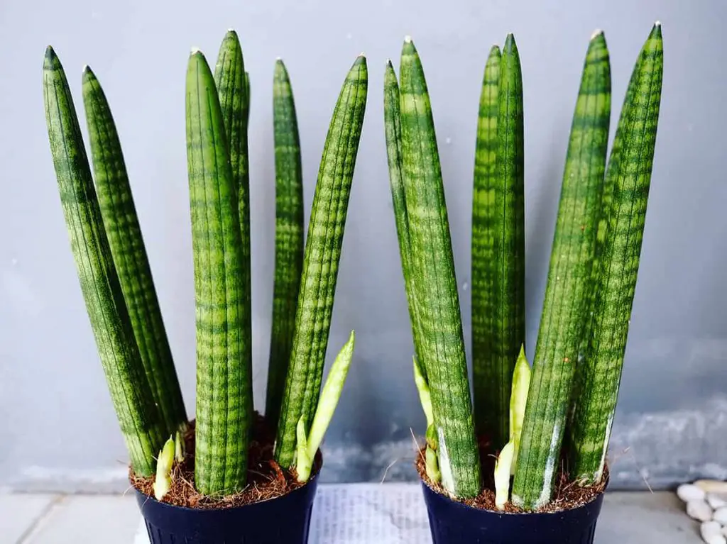 Braided Snake Plant Growing and Care Guide - Plantglossary