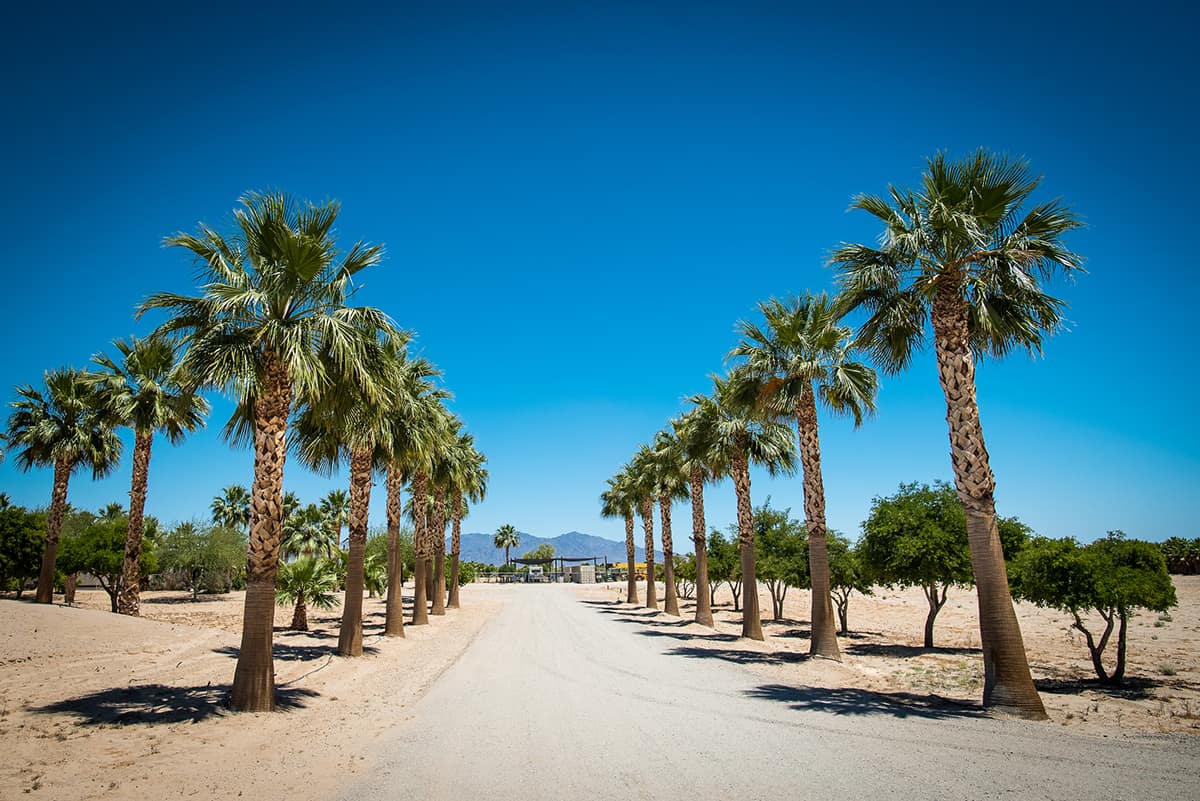 California Fan Palm