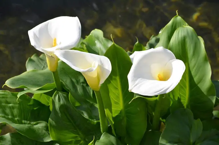 6 Plants that Look Like Peace Lily - Plantglossary