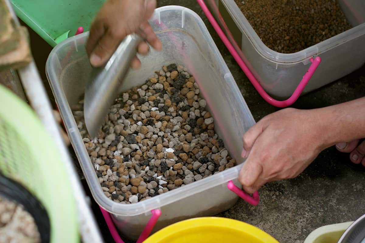 Can You Fertilize Snake Plants