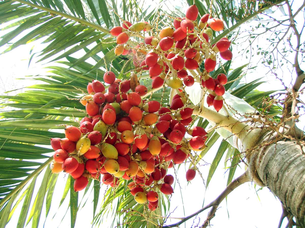 Carpentaria Palm