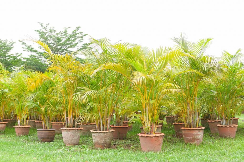 14 Types of Outdoor Potted Palms (with Pictures) - Plantglossary