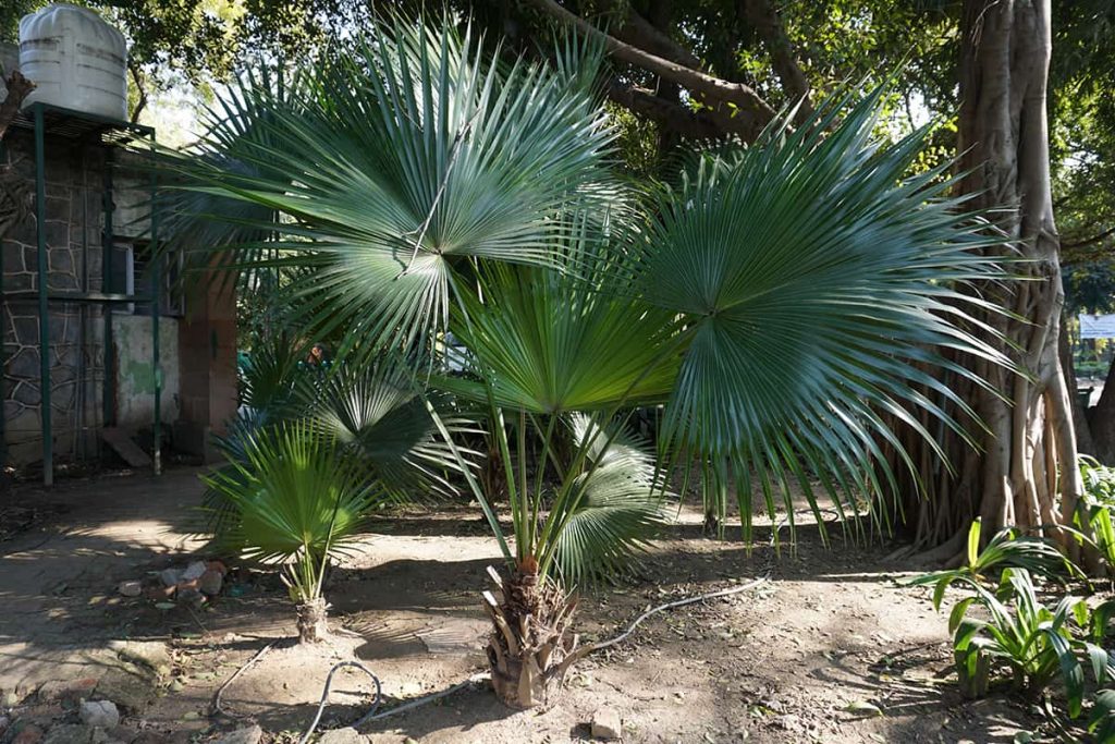5 LowMaintenance Palm Trees Plantglossary