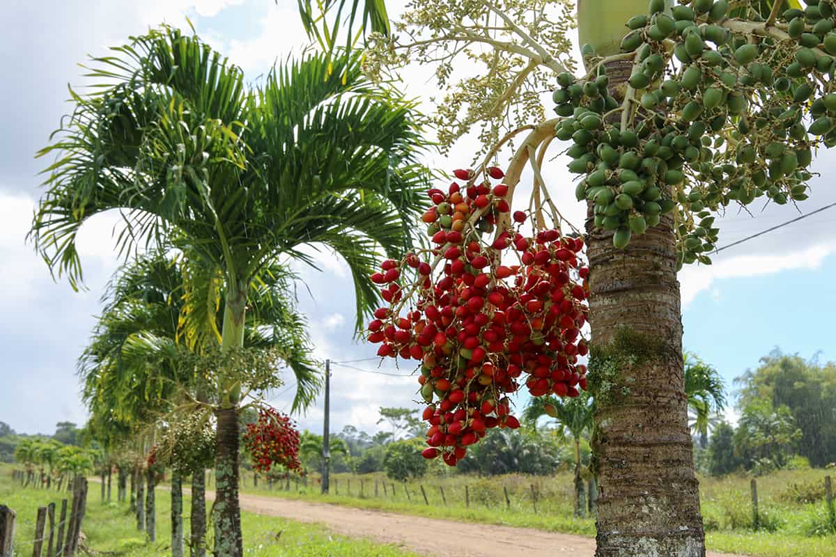 Christmas Palm Tree