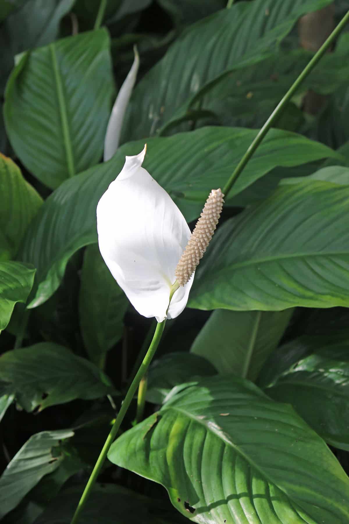 20 Popular Varieties of Peace Lily to Grow - Plantglossary