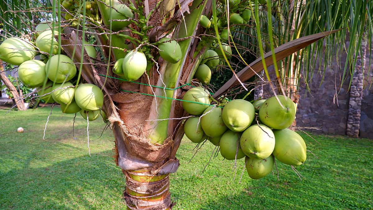 Coconut Palm