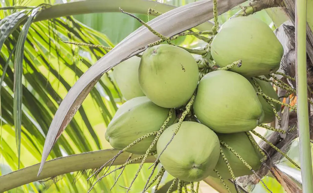 7 Types of Palm Fruits (with Pictures) - Plantglossary