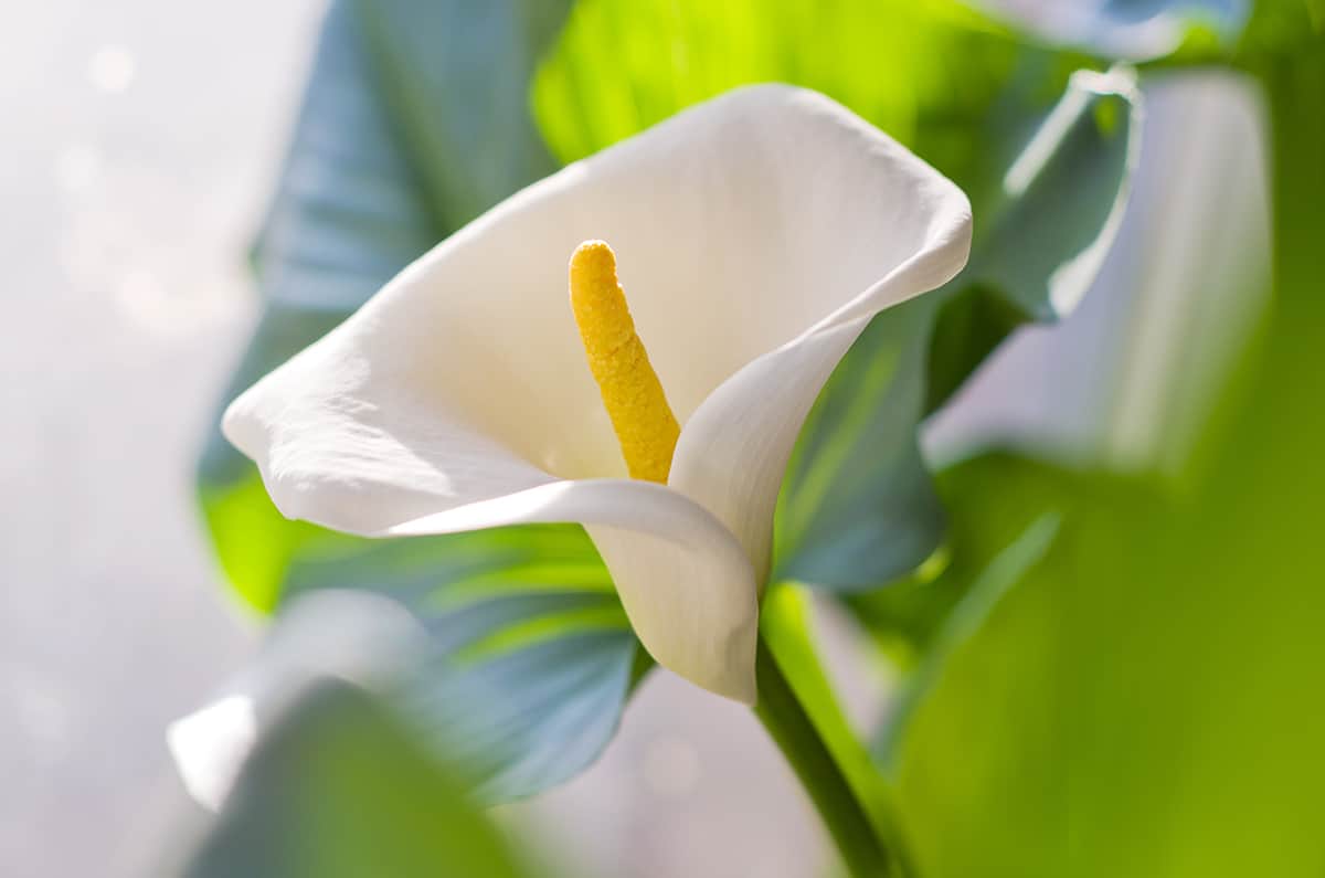 Cream and Yellow Flower