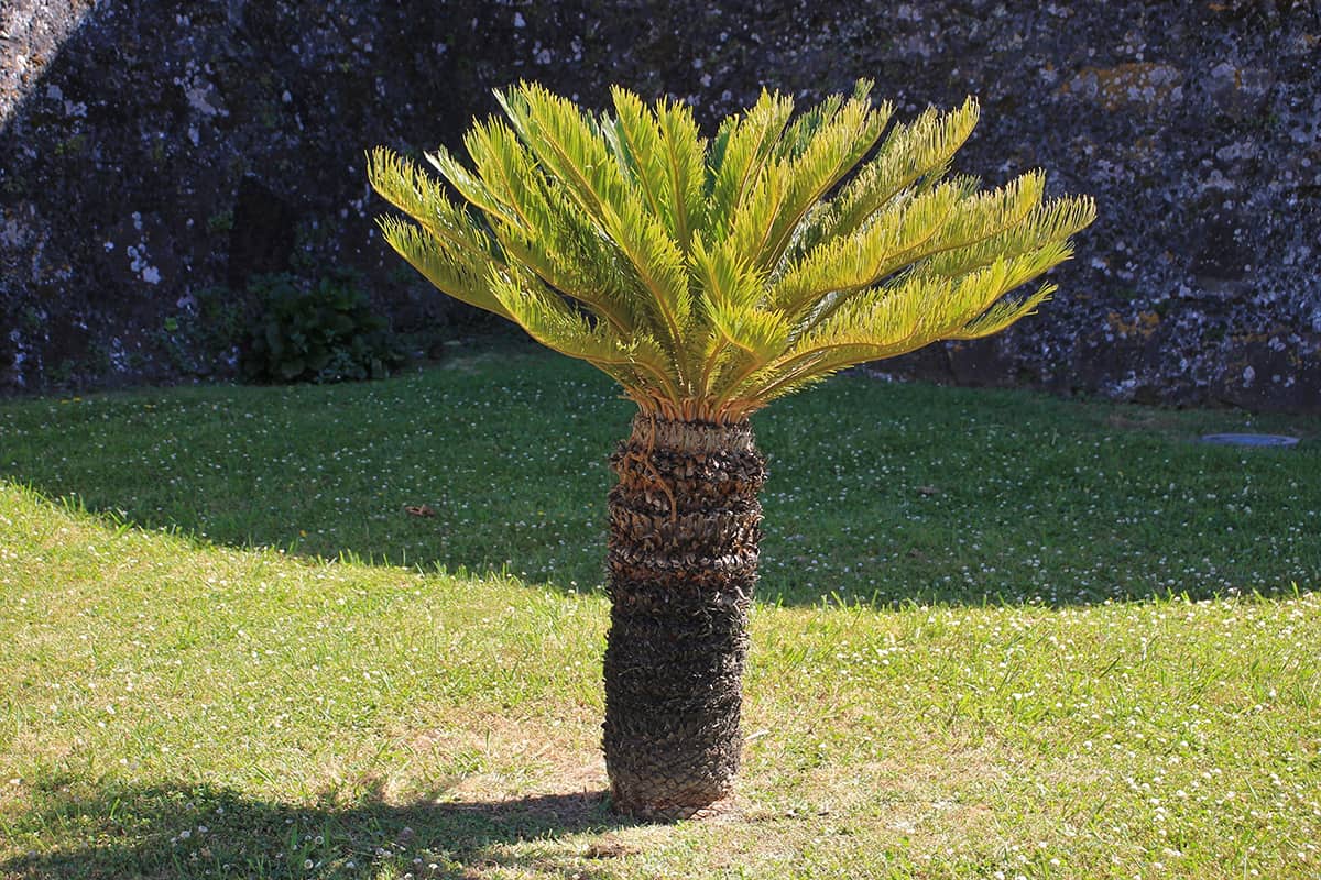 Cycads