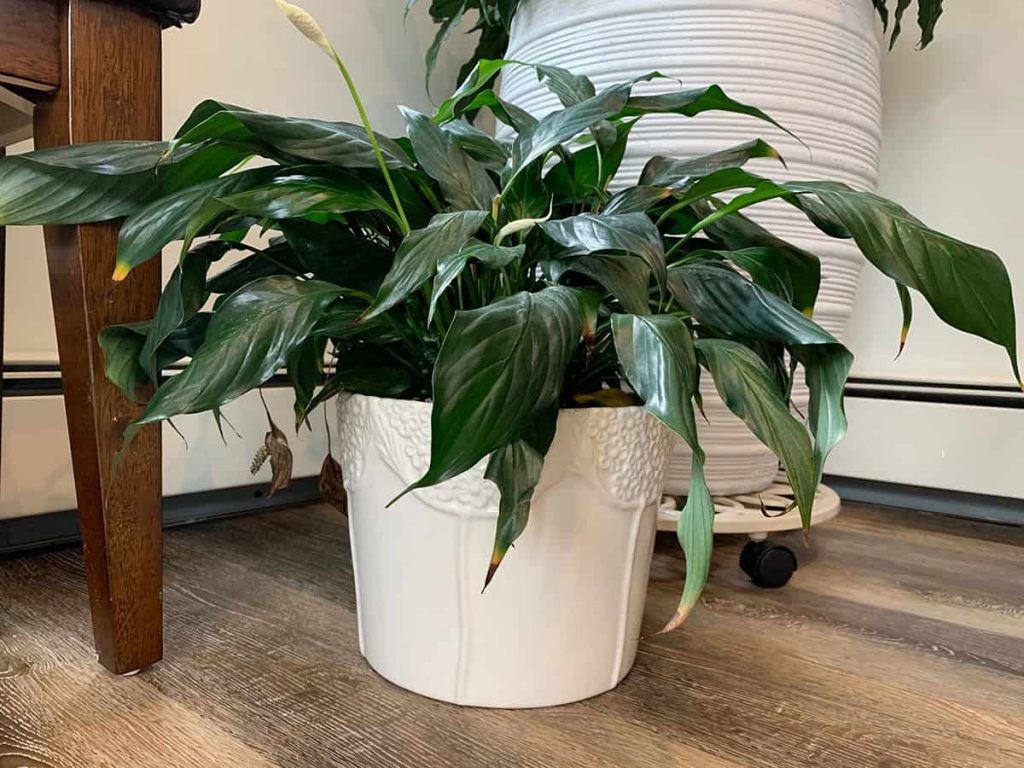 What Colors Do Peace Lilies Come In? - Plantglossary