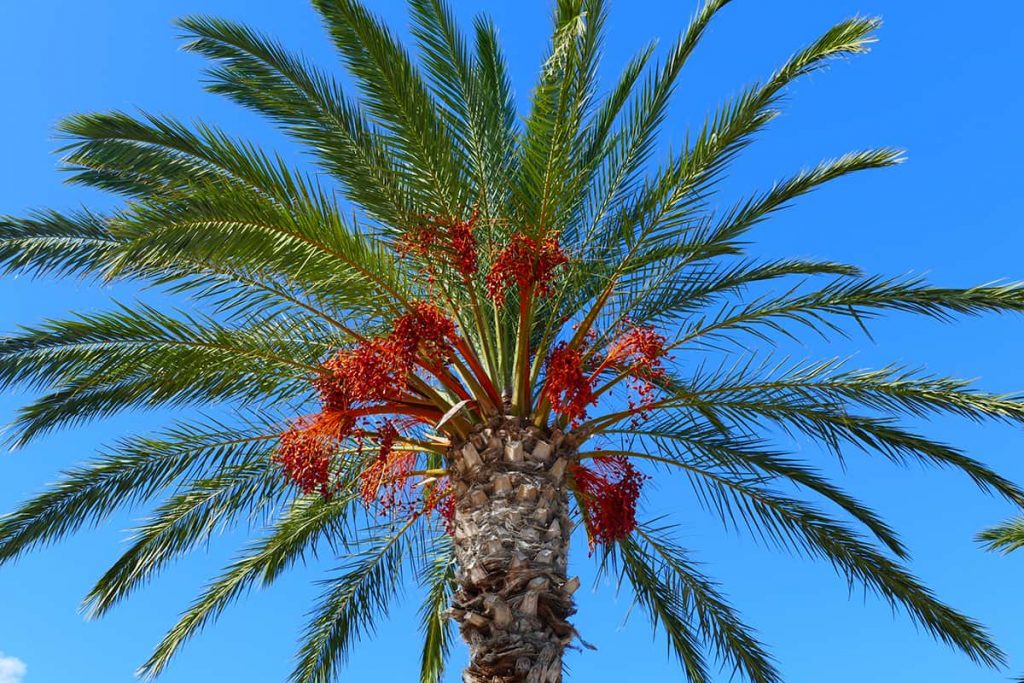 How Much Do Palm Trees Cost? Plantglossary