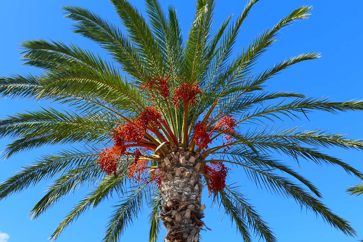 Date Palm Tree