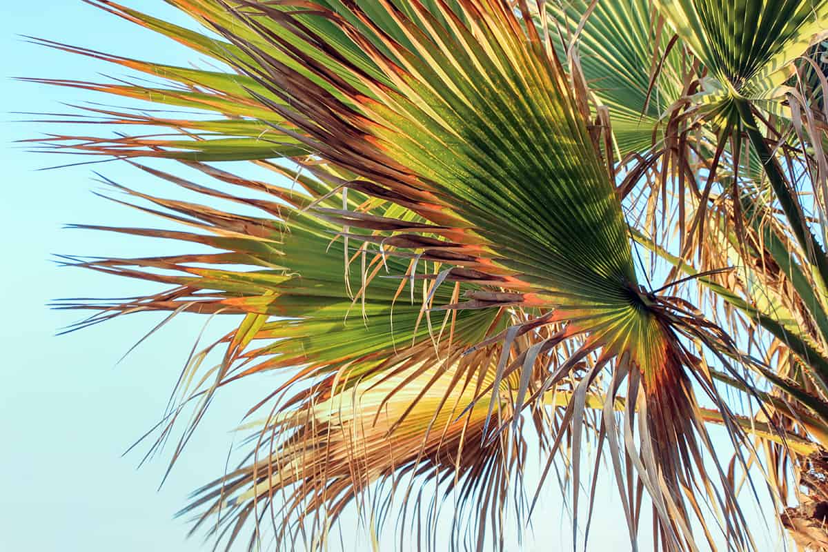 travellers palm leaves turning yellow