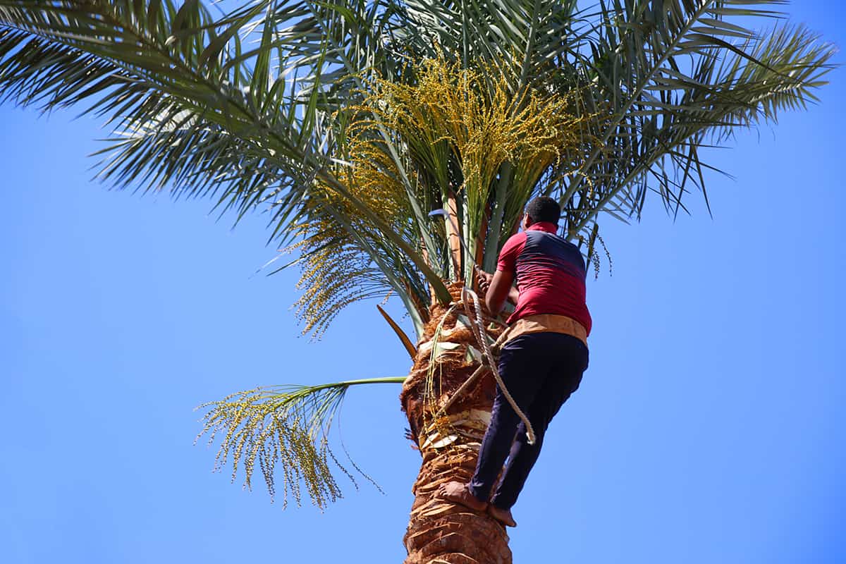 Do Palm Trees Need to be Pruned