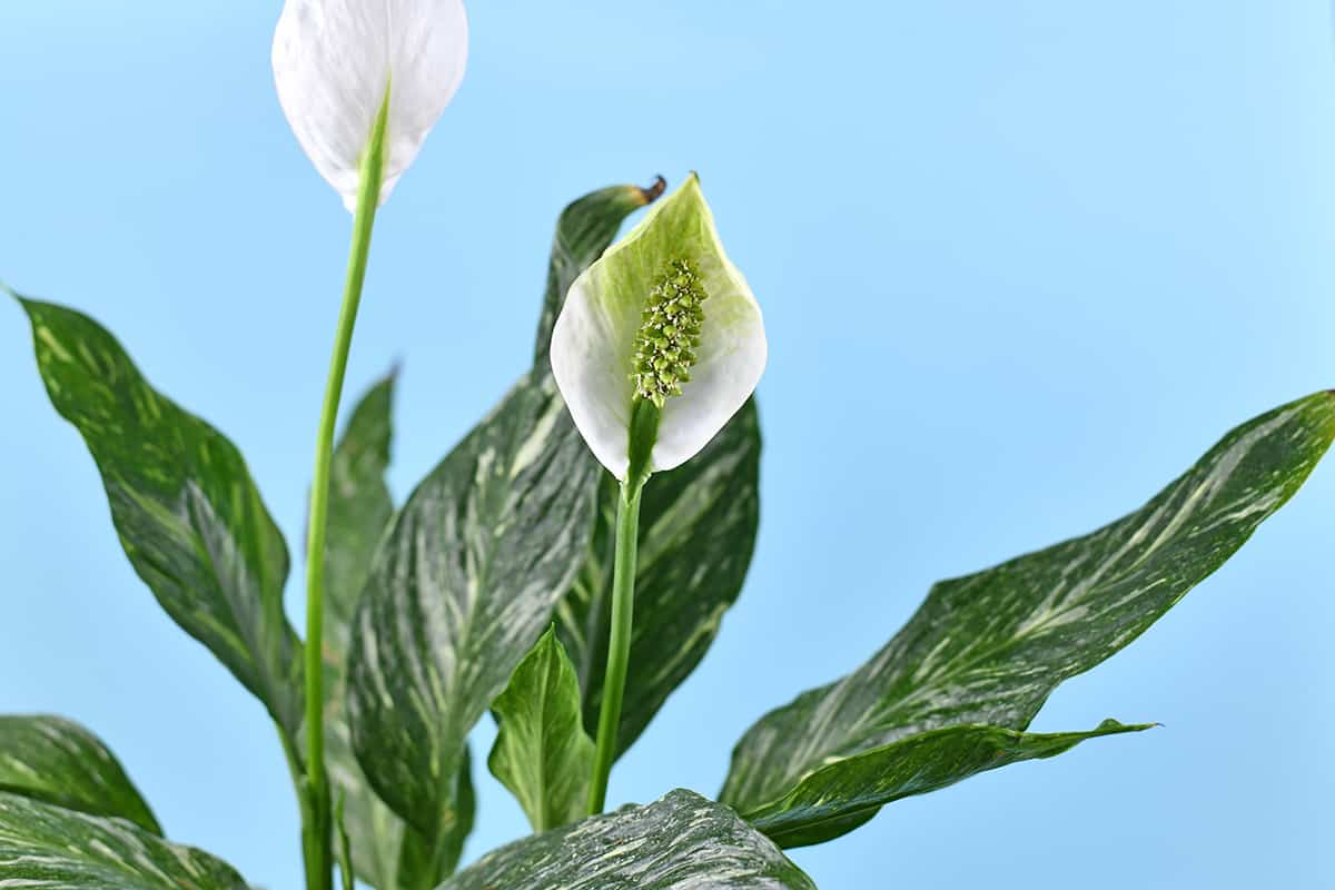 Domino Peace Lily