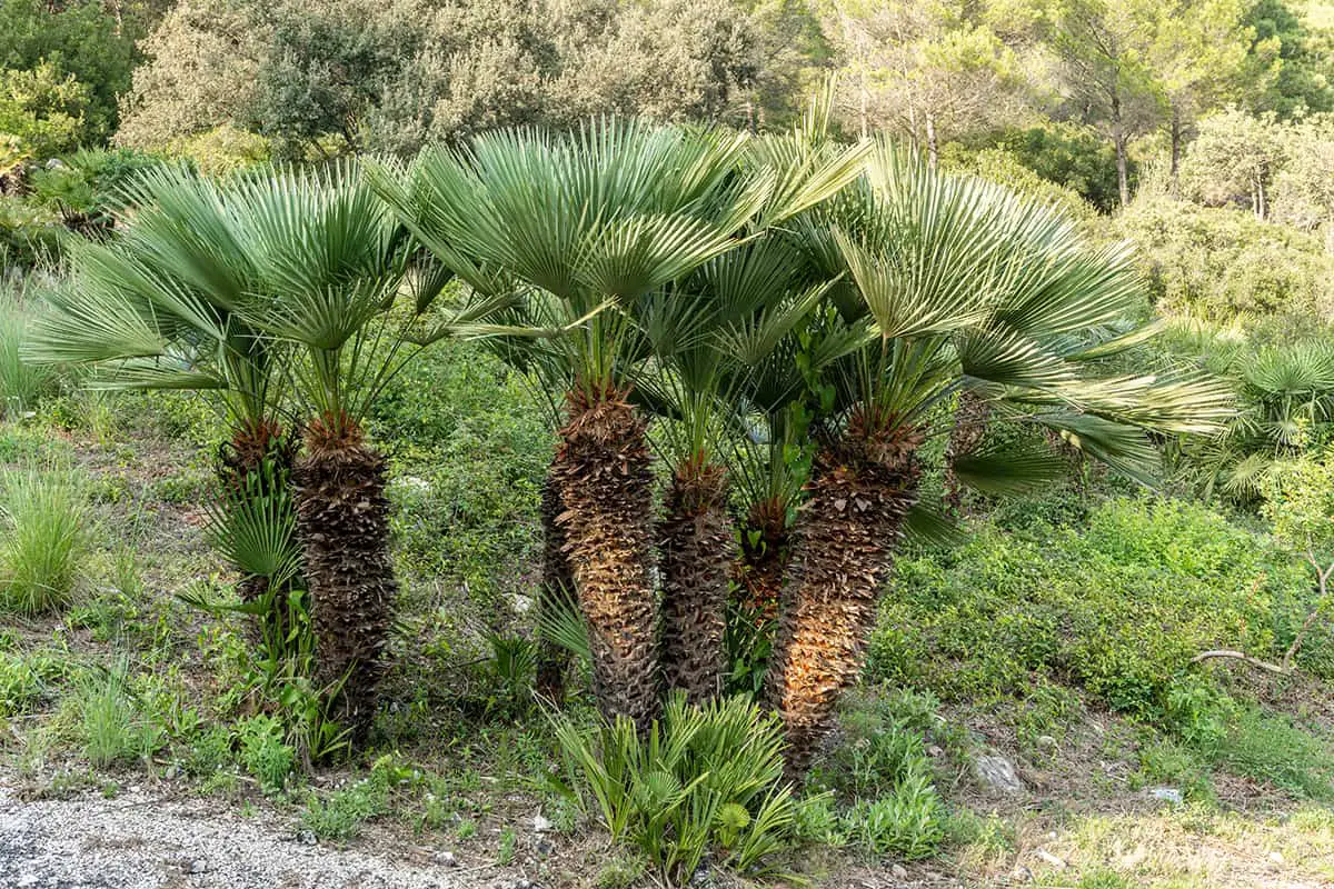 Europe Palm Trees Native