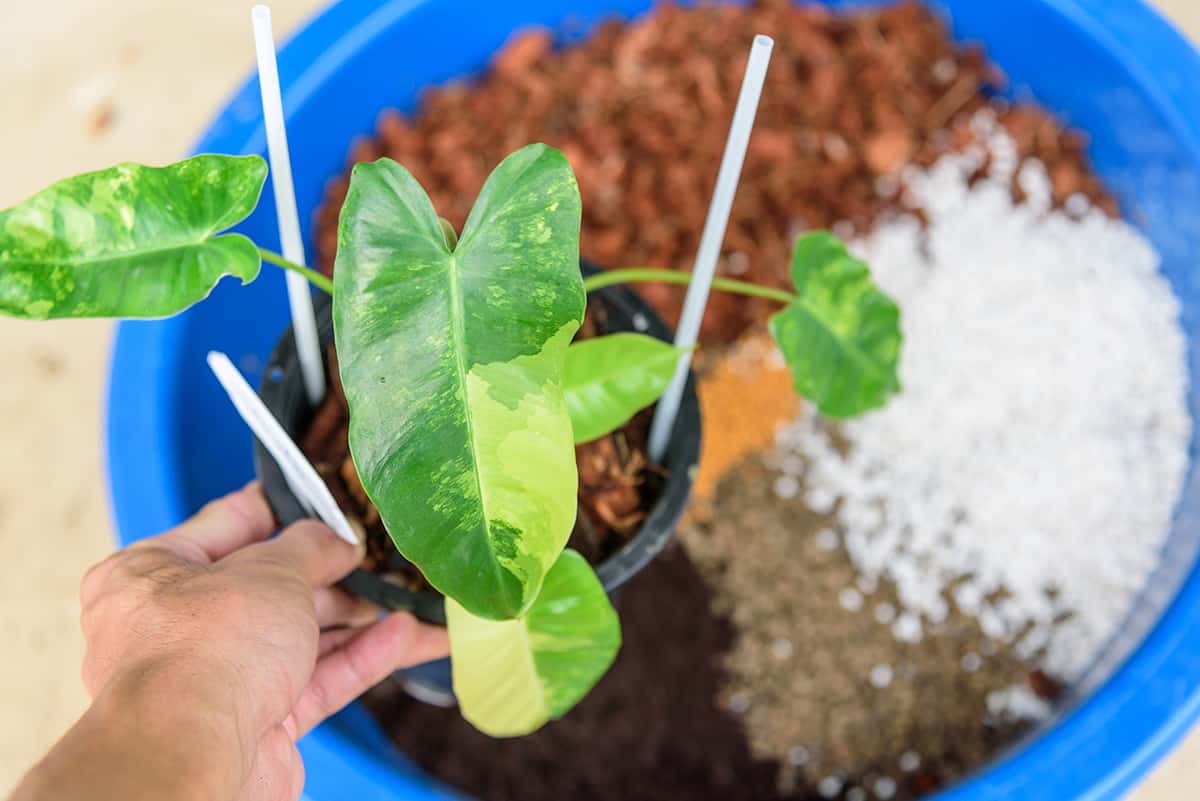 Fertilizer Variegated Burle Marx Philodendron