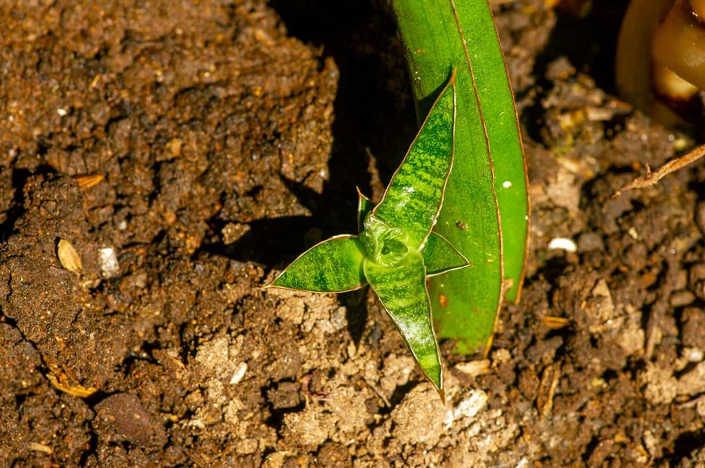 What Are the Best Fertilizers for Snake Plant? Plantglossary
