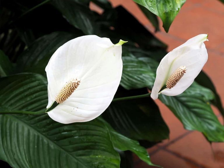Peace Lily vs. Calla Lily Are Their Any Differences? Plantglossary