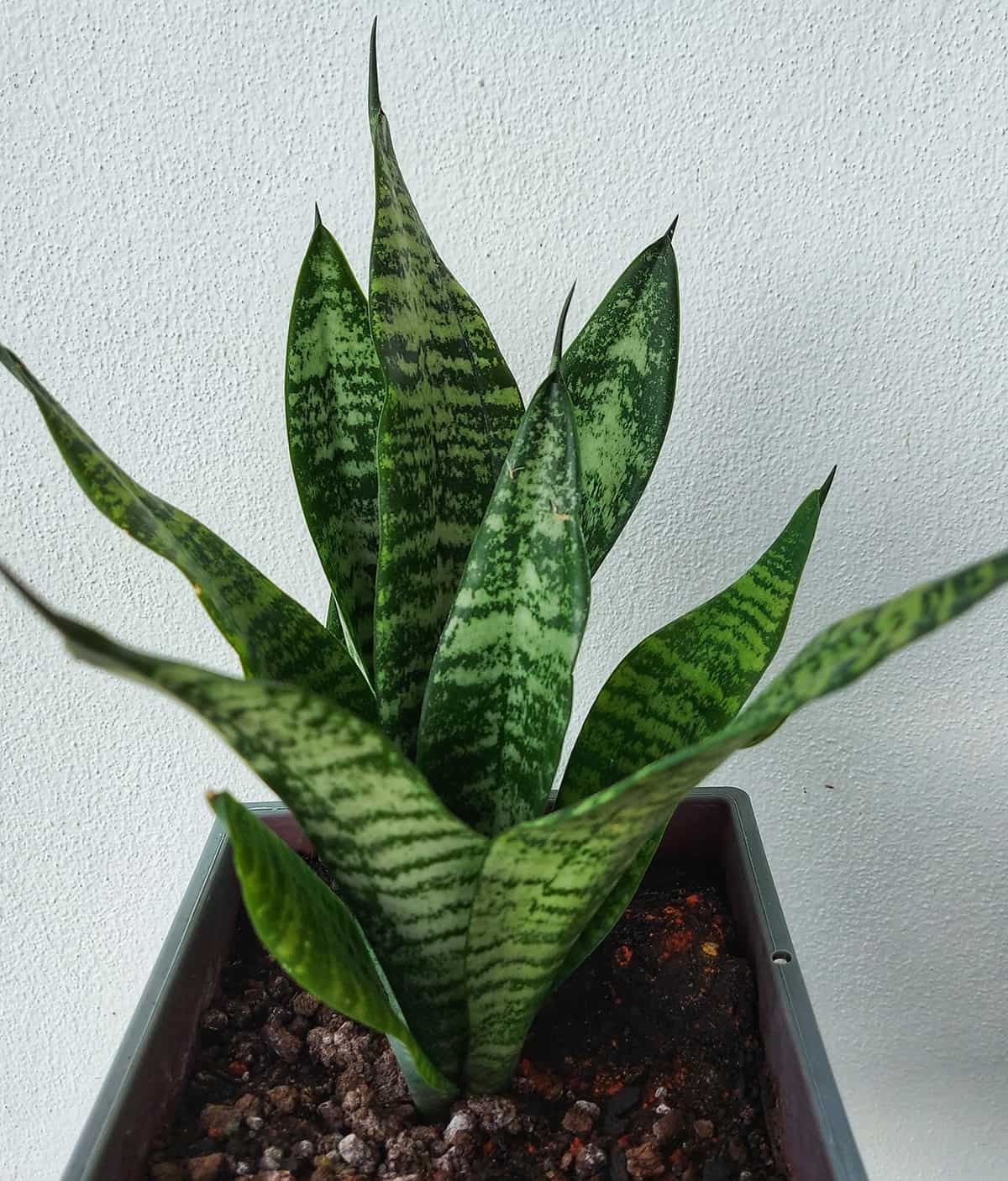 Futura Robusta Snake Plant