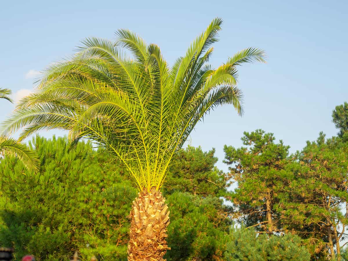 Georgia Palm