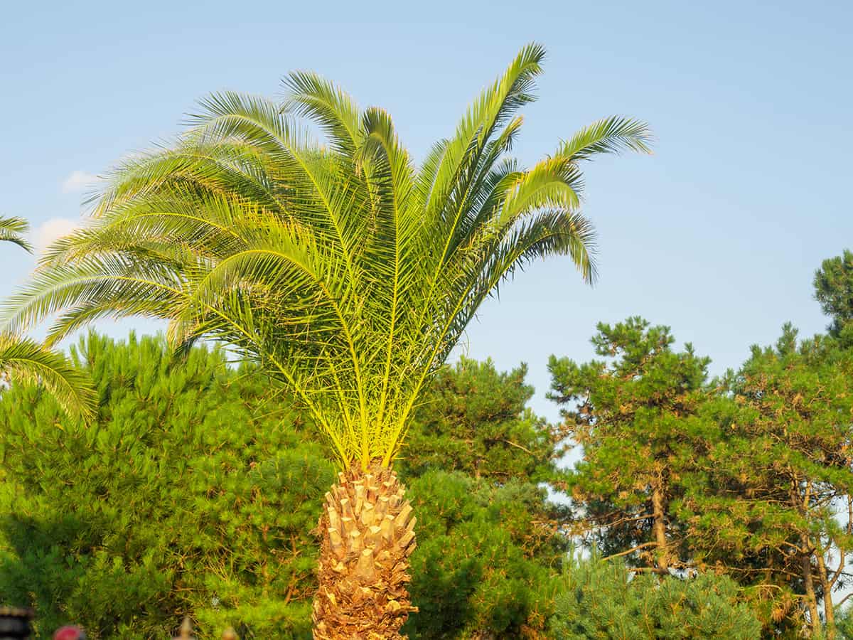 where-are-palm-trees-native-plantglossary