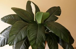 Giant Peace Lily Varieties