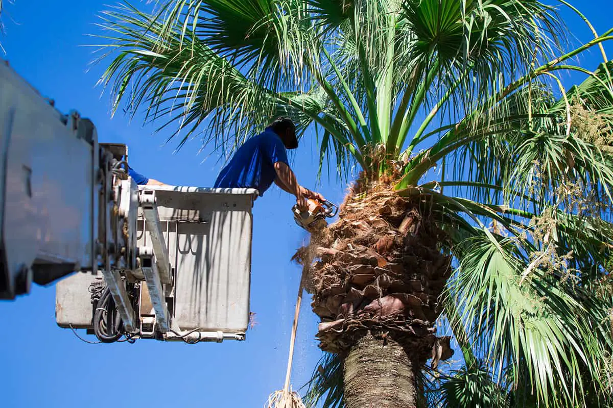 Guide to Trimming Palm Trees