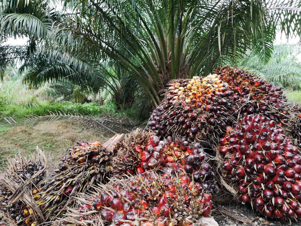 How to Grow Palm Trees from Seeds (Detailed Instructions) Plantglossary