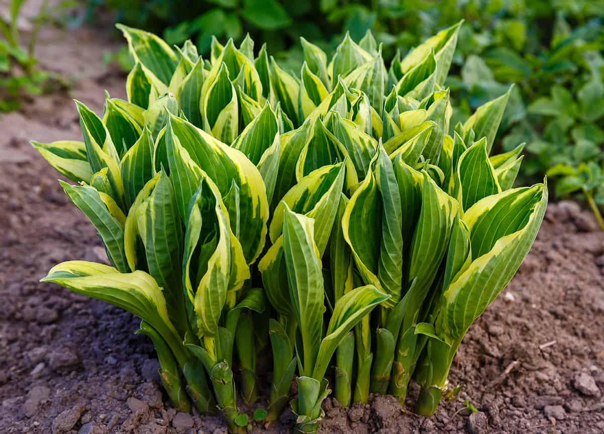 Hostas