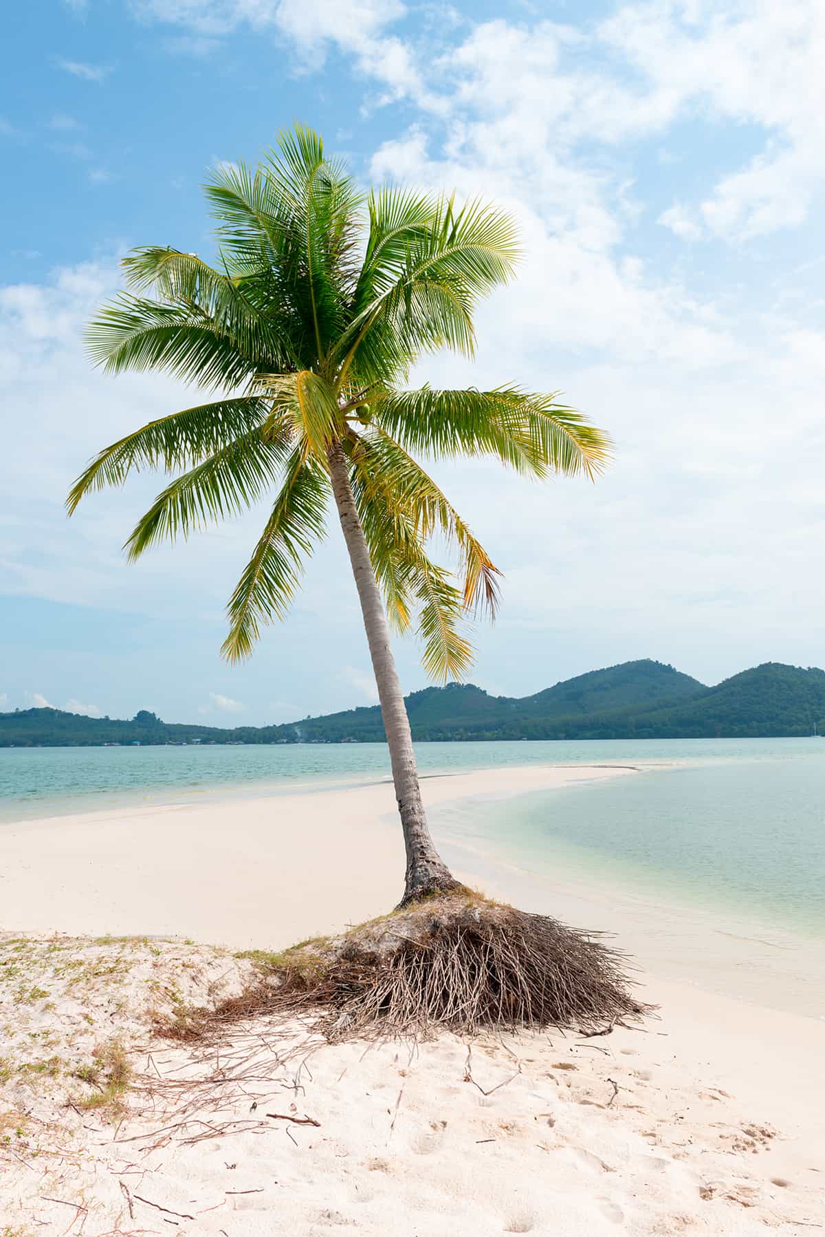 How Big Do Palm Tree Roots Get