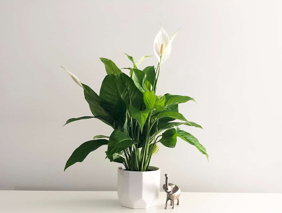 How Long Do Peace Lily and Its Flowers Last? Plantglossary