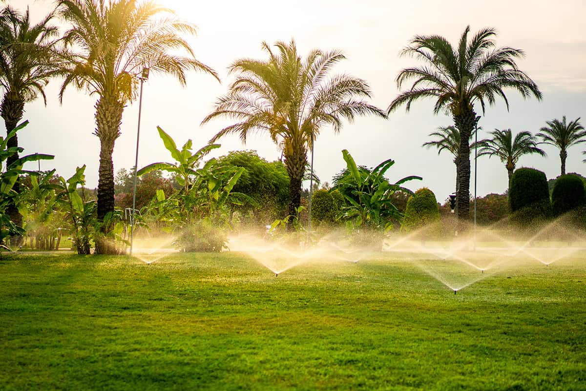 How to Extend Palm tree Lifespan