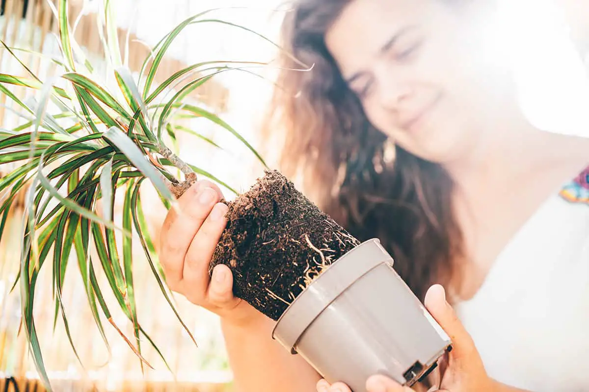 How to Make Your Own Palm Tree Potting Soil